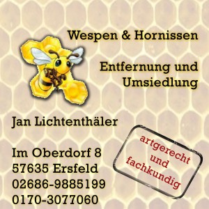 cropped-Wespenhornisse.jpg